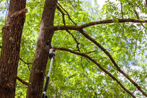 Puiden katkominen mies kaataa puun moottorisahalla - Valokuva, kuva