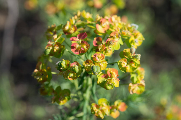 Euphorbia cyparissias, cipres spurge bloemen in weide close-up selectieve focus - Foto, afbeelding