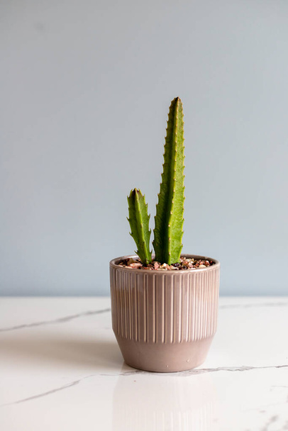 Stapelia-Pflanze im Keramik-Blumentopf mit isoliertem Hintergrund - Foto, Bild