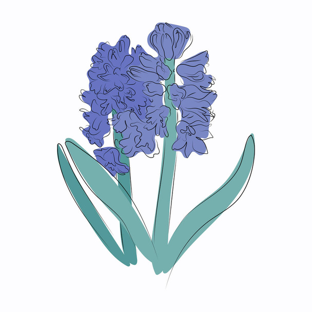 Blauwe hyacint bloem - vector met de hand getekend illustratie met zachte lijnen - Vector, afbeelding