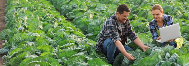 Zemědělští inženýři pracující na poli zelí. Nápis pro design - Fotografie, Obrázek