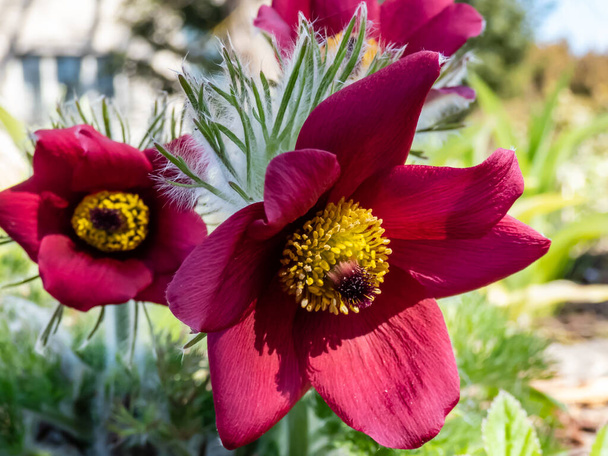 Close-up shot of Red Pasque Flower or Red Meadow Anemone- Pulsatilla rubra - boasting large bell-shaped dusky red flowers with golden yellow stamens on short stems in early spring - Foto, Imagen