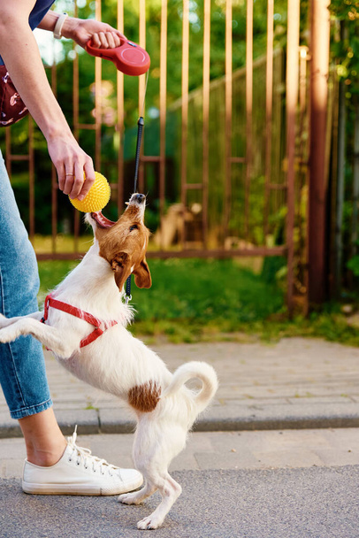 Köpeğini gezdiren bir kadın, evcil hayvanla şehir caddesinde oynayan bir köpek, topu dişilerin elinde ısırıyor. - Fotoğraf, Görsel