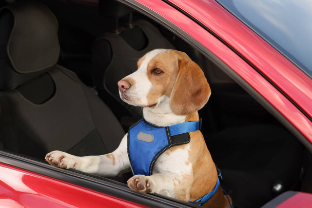Cute Beagle dog peeking out car window - Foto, afbeelding