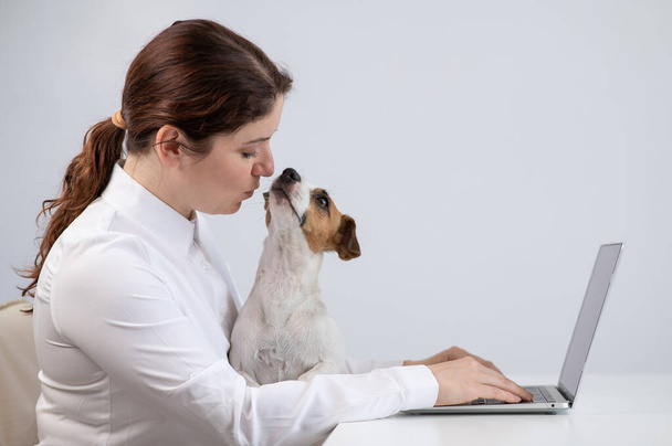 Caucasian woman working at laptop with dog jack russell terrier on her knees - Foto, afbeelding