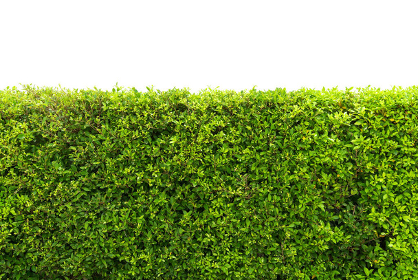 Зеленый забор стены дерева с бетонным полом изолированы на белом фоне для парка или сада декоративные
. - Фото, изображение