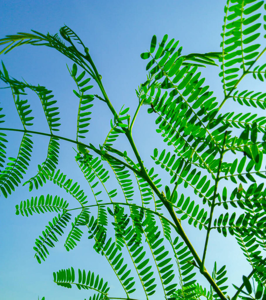 close up fotografie zelených listů v lese, list pozadí - Fotografie, Obrázek