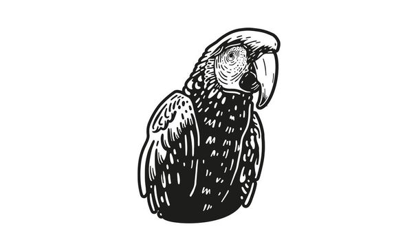 Ara, pappagallo illustrazione, vettore, disegnato a mano, isolato su sfondo chiaro. - Vettoriali, immagini