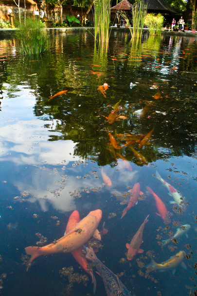 Poisson de carpe dans la piscine du temple balinais, Bali, Indonésie
 - Photo, image