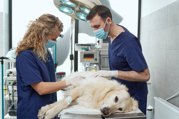 Dwóch lekarzy z znieczulonym psem leży na stole operacyjnym. - Zdjęcie, obraz