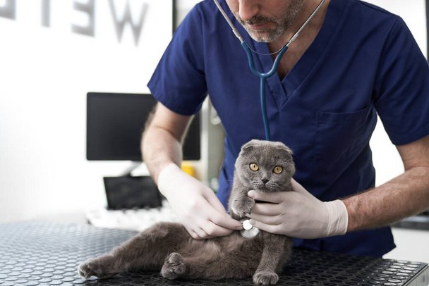 Chat gris a la visite chez le vétérinaire en clinique médicale   - Photo, image