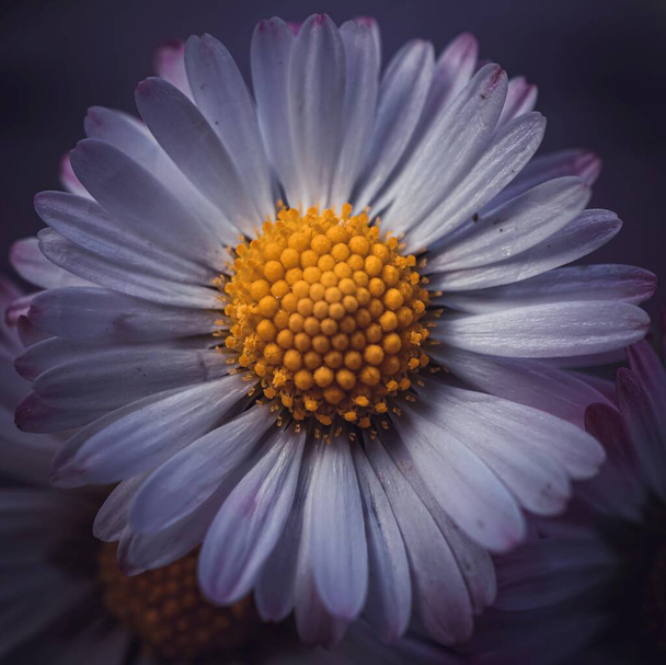 романтический цветок ромашки в весенний сезон - Фото, изображение