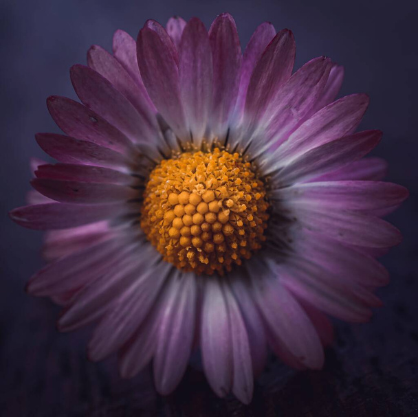 Bahar mevsiminde romantik papatya çiçeği - Fotoğraf, Görsel