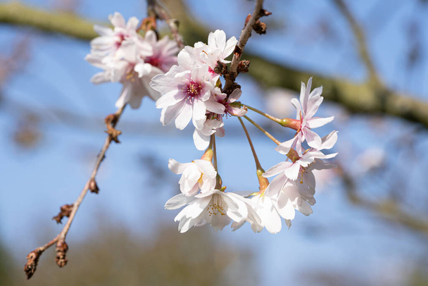 Higan-Kirsche (Prunus subhirtella), Nahaufnahme des Blütenkopfes - Foto, Bild