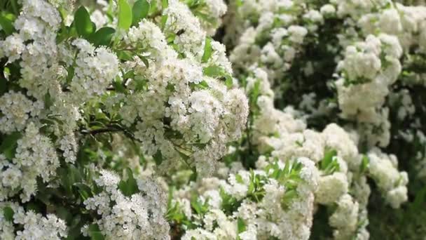 valkoiset kukat pensas kesällä mehiläisten kanssa, jotka keräävät siitepölyä. Kesätunnelma - Materiaali, video