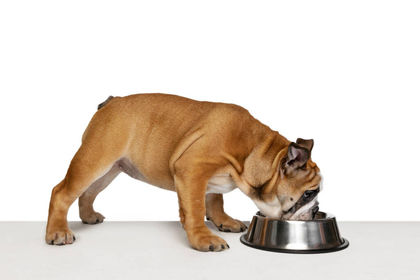 One doggy, purebred dog, bulldog eating from a bowl isolated on white studio background. Concept of animal, breed, vet, health and care. Copy spce for ad. Pet looks happy, funny, delighted - Фото, изображение