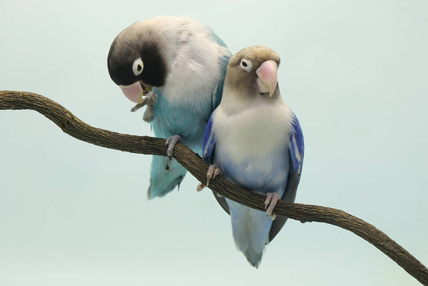 Kyyhkyläiset istuvat puun oksalla. Tämä lintu, jota käytetään todellisen rakkauden symbolina, on tieteellinen nimi Agapornis fischeri. - Valokuva, kuva