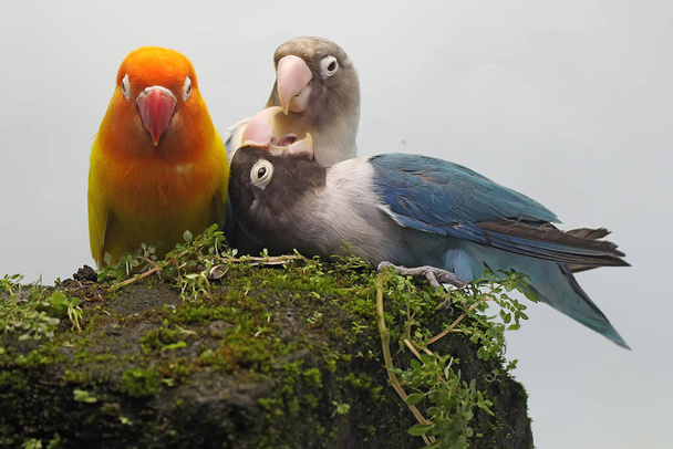 Drei Turteltäubchen hocken auf einem mit Moos bewachsenen Felsen. Dieser Vogel, der als Symbol wahrer Liebe verwendet wird, trägt den wissenschaftlichen Namen Agapornis fischeri. - Foto, Bild