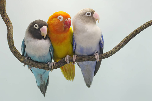 Trzy gołąbeczki siedzą na gałęzi drzewa. Ten ptak, który jest używany jako symbol prawdziwej miłości ma naukowe imię Agapornis fischeri. - Zdjęcie, obraz
