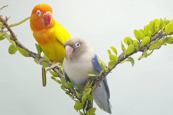 Para gołąbków siedzi na gałęzi drzew porośniętej winoroślami. Ten ptak, który jest używany jako symbol prawdziwej miłości ma naukowe imię Agapornis fischeri. - Zdjęcie, obraz