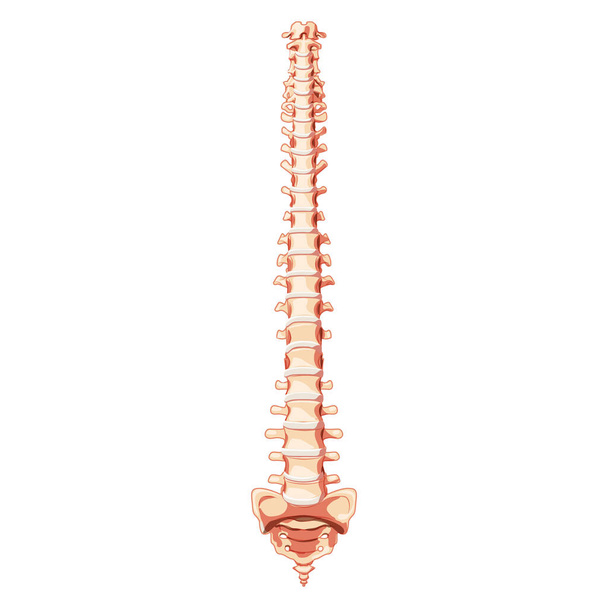 La columna vertebral humana anatomía de la columna frontal Vista ventral anterior, con disco intervertebral. Ilustración de concepto realista plana vectorial en colores naturales, columna vertebral aislada sobre fondo blanco. - Vector, Imagen