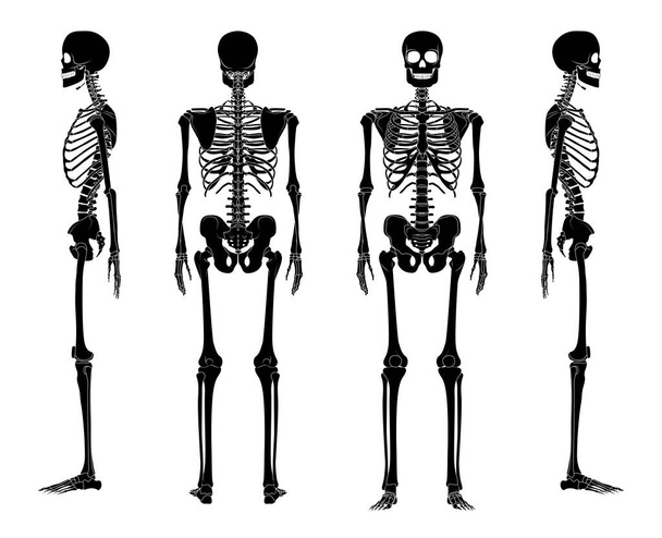 Skelett-Silhouette Menschenknochen Hände, Beine, Brust, Kopf, Wirbel, Becken, Schenkel Rückseite Vorderseite. Flaches schwarzes Farbkonzept Vektor-Illustration der Anatomie isoliert auf weißem Hintergrund - Vektor, Bild