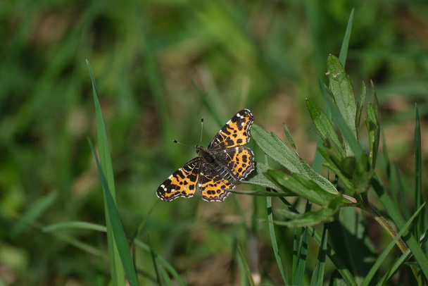 Térkép pillangó közel a vad, narancs pillangó fekete jelölések - Fotó, kép