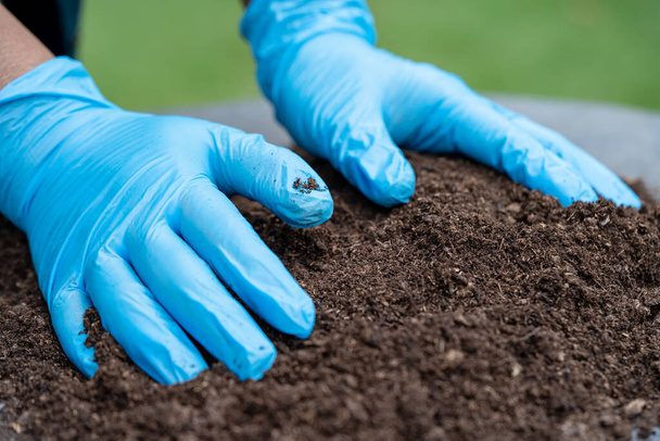 手を握る泥炭苔有機物は農業のための土壌を改善有機植物栽培、生態学的概念. - 写真・画像
