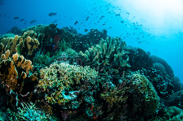 Διάφορα σκληρά κοραλλιογενείς υφάλους σε υποβρύχια φωτογραφία Γκοροντάλο, Ινδονησία. - Φωτογραφία, εικόνα