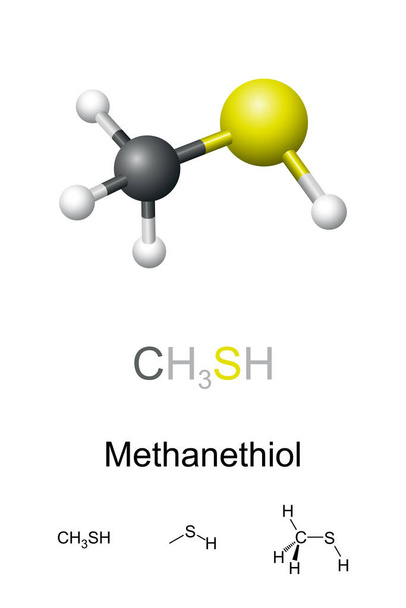 Methanethiol, molecular model and chemical formulas. Also methyl mercaptan, organosulfur compound with distinctive putrid smell. Occurs naturally in blood, brain, feces, and in certain nuts and seeds. - Vector, Image