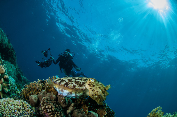 Broadclub cuttlefish Sepia latimanus in Gorontalo, Indonesia underwater photo - Photo, Image