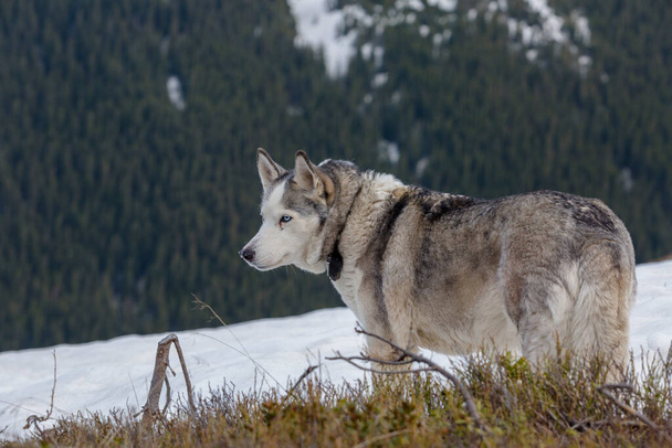 Oude grijze Siberische Husky hond staat op besneeuwde winterdag in de Karpaten bergen - Foto, afbeelding