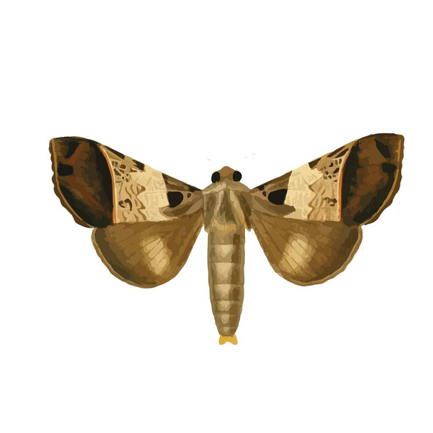 Papillon monarque aux ailes colorées et aux antennes isolées sur fond blanc. Jolie vue de dessus de papillon de nuit volant. Magnifique insecte de printemps exotique. Illustration vectorielle texturée plate colorée - Vecteur, image