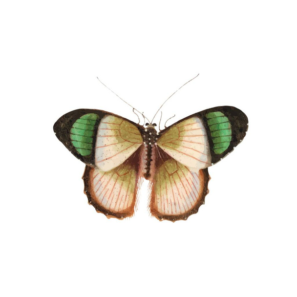 Mariposa monarca con alas coloridas y antenas aisladas sobre fondo blanco. Bonita vista superior de polilla voladora. Precioso insecto exótico de primavera. Ilustración de vectores de textura plana coloreada - Vector, imagen