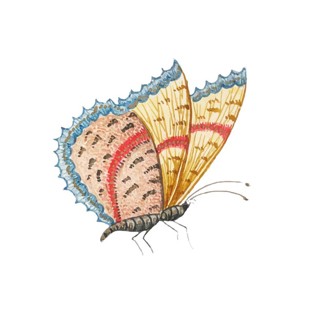 Császár pillangó színes szárnyak és antennák elszigetelt fehér háttér. Szép repülő molylepke felülnézet. Gyönyörű egzotikus tavaszi rovar. Színes lapos texturált vektor illusztráció - Vektor, kép