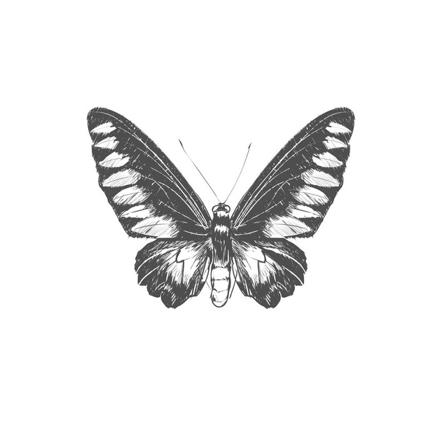 Monarkki perhonen värikkäitä siipiä ja antennit eristetty valkoisella taustalla. Aika lentävä yöperhonäkymä. Upea eksoottinen keväthyönteinen. Värillinen tasainen kuvioitu vektorikuva - Vektori, kuva