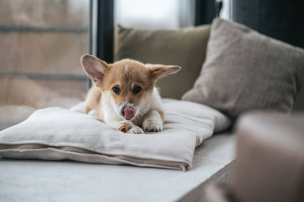 A sweet puppy. Little cute puppy on the pillow in the room - 写真・画像
