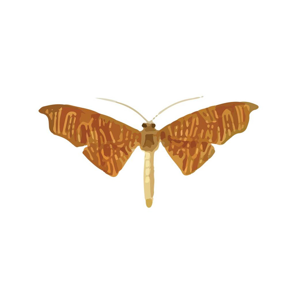 Бабочка-монарх с красочными крыльями и антеннами изолирована на белом фоне. Красивый вид сверху на летающую моль. Прекрасное экзотическое весеннее насекомое. Цветная плоская текстурированная векторная иллюстрация - Вектор,изображение