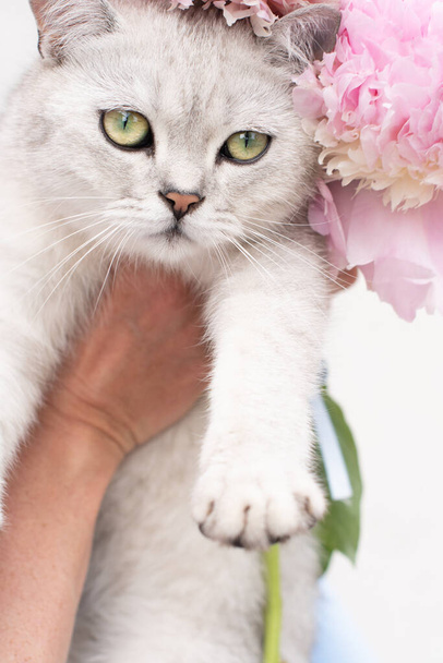 портрет милого серого котенка с зелеными глазами шотландской породы на фоне розовых пионов и синего платья хозяйки. Высокое качество фото - Фото, изображение
