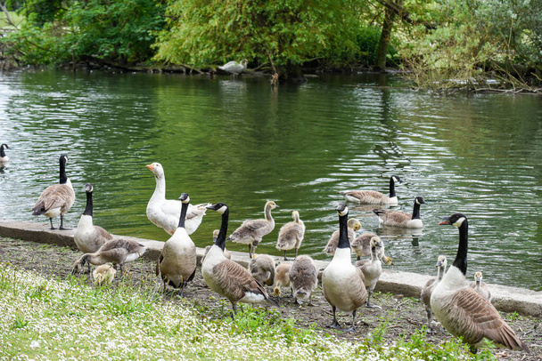 Дитячі гусячі пташенята або пташенята харчуються на березі річки, захищеному дорослими гусятами
 - Фото, зображення