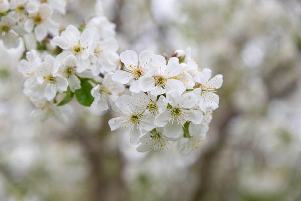 Branche de cerisier en fleurs. Photo de haute qualité - Photo, image