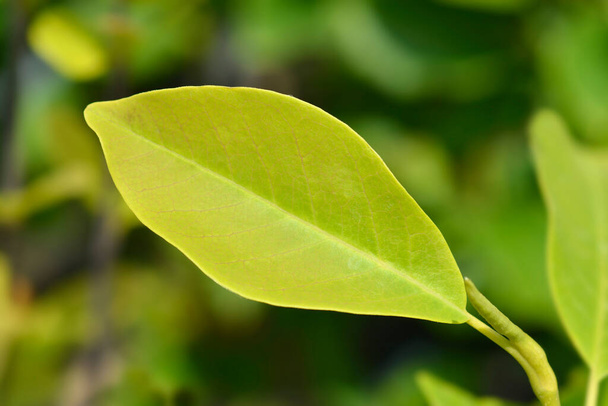 Magnolia Sunsation leaves - Latin name - Magnolia Sunsation - Photo, Image