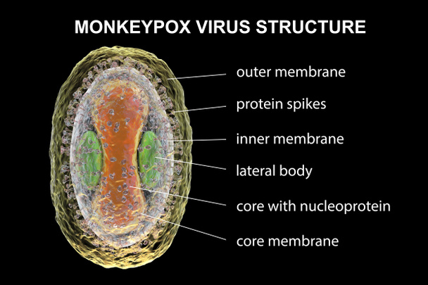 Structure du virus de la variole du singe, illustration 3D. Un virus zoonotique de la famille des Poxviridae provoque la variole du singe, une maladie semblable à la variole. - Photo, image