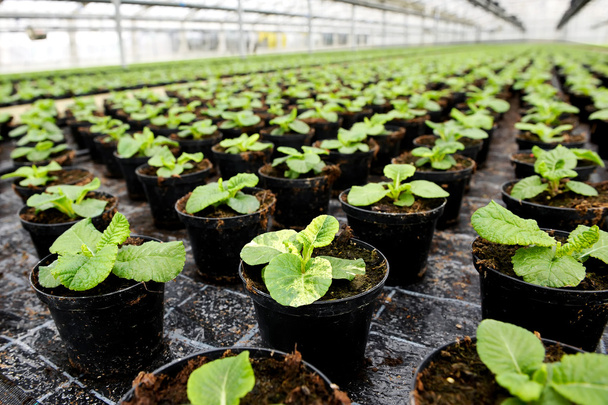 Plants being cultivated in a hothouse - Photo, Image