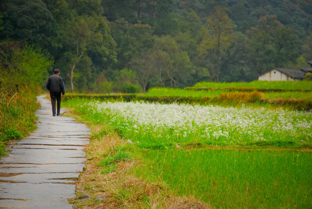 男は中国のウーユワン国側のパス上を歩く。緑の野、水田. - 写真・画像
