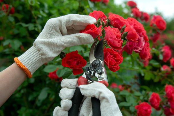 Çiçekli kırmızı güllerin filizlendiği arka planda bahçe aletleri budanmış. Çiçekçiler ve manzara tasarımcıları için konsept - Fotoğraf, Görsel