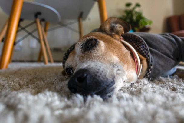 Een trieste hond. Een oudere vrouwelijke hond huilt op het tapijt van het huis. Dierlijke wereld. Huisdierminnaar. Dieren verdedigen. Hondenliefhebber. - Foto, afbeelding