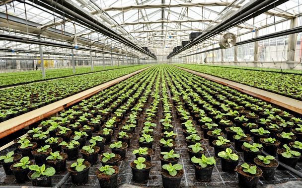 Interior of a commercial greenhouse - Photo, Image