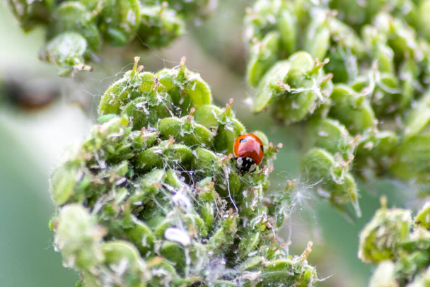 Hermoso escarabajo rojo de mariquita punteado negro trepando en una planta con fondo borroso y mucho espacio de copia en busca de lupas de plantas para matarlos como organismo beneficioso y animal útil en el jardín - Foto, imagen