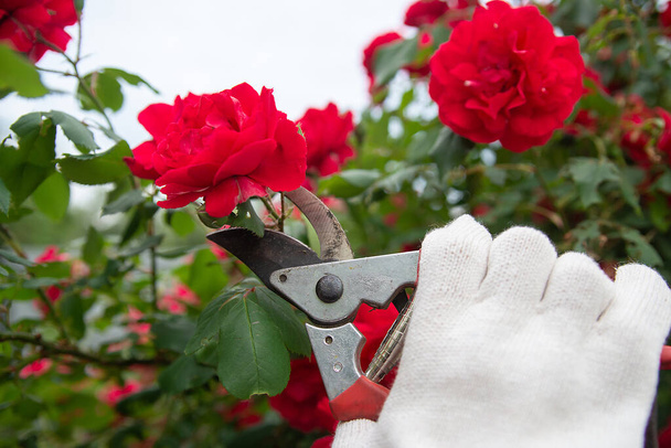 garden tool pruner in hands against the backdrop of a lush bush bloom of red roses. concept for florists and landscape desig - Фото, зображення